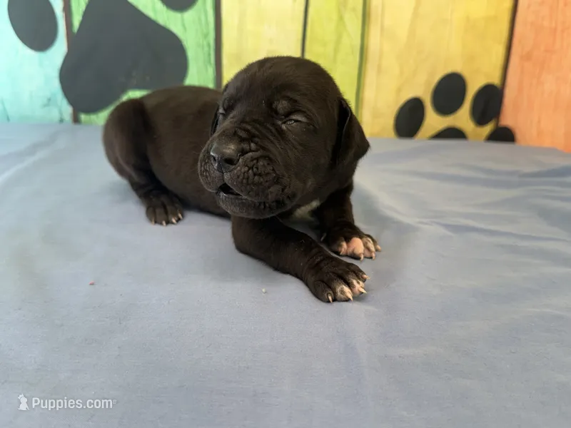Roran – Great Dane puppy for sale in Fort Wayne, IN