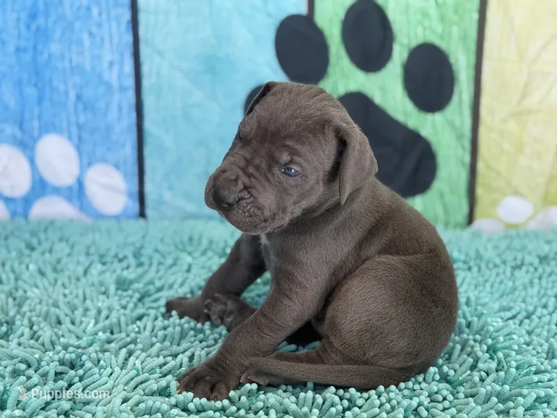Murtagh – Great Dane puppy for sale in Fort Wayne, IN