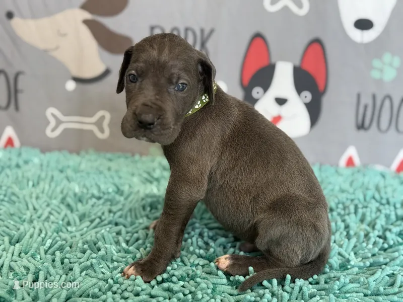 Jasper – Great Dane puppy on hold in Fort Wayne, IN