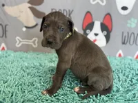 Jasper, a male Great Dane for sale in Fort Wayne, IN – 1 of 9