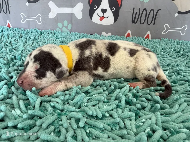 Angela – Great Dane puppy for sale in Fort Wayne, IN