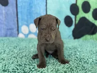 Murtagh, a male Great Dane for sale in Fort Wayne, IN – 4 of 10