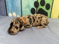 Lyanna, a female Great Dane for sale in Fort Wayne, IN – Photo 2 of 5