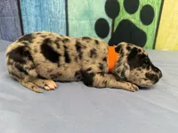 Lyanna, a female Great Dane for sale in Fort Wayne, IN – Photo 3 of 5