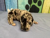 Lyanna, a female Great Dane for sale in Fort Wayne, IN – Photo 1 of 5