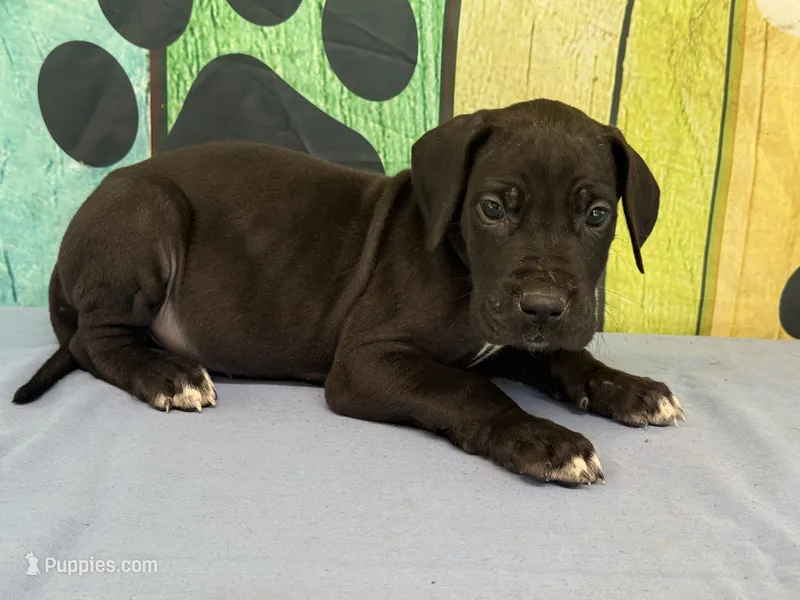 Colonel – Great Dane puppy for sale in Fort Wayne, IN