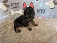 Rolly, a male Great Dane for sale in Fort Wayne, IN – 3 of 5