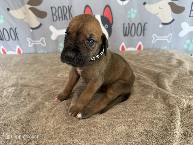 Horace – Great Dane puppy for sale in Fort Wayne, IN