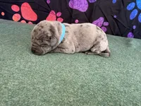 Snickers, a male Great Dane for sale in Fort Wayne, IN – 3 of 5