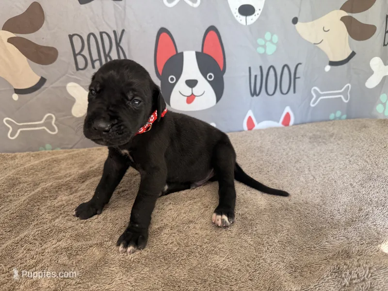 Colonel – Great Dane puppy for sale in Fort Wayne, IN