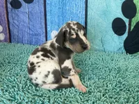 Angela, a female Great Dane for sale in Fort Wayne, IN – 4 of 10