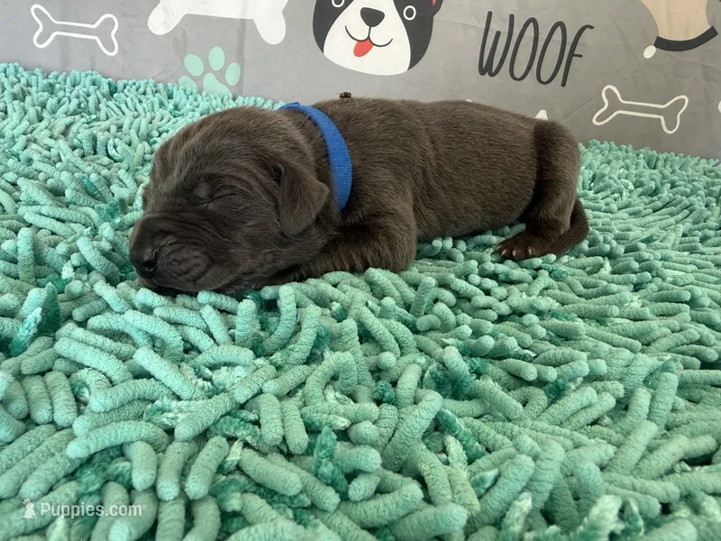 Eragon – Great Dane puppy for sale in Fort Wayne, IN