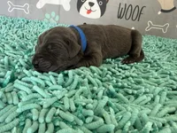 Eragon, a male Great Dane for sale in Fort Wayne, IN – 1 of 5