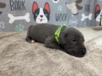 Jasper, a male Great Dane for sale in Fort Wayne, IN – 2 of 5
