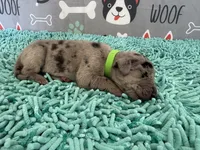 Elva, a female Great Dane for sale in Fort Wayne, IN – 2 of 5