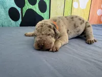 Ellaria, a female Great Dane for sale in Fort Wayne, IN – Photo 3 of 6