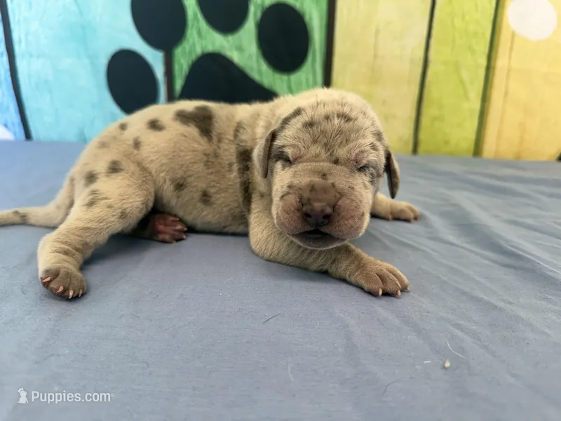Ellaria – Great Dane puppy for sale in Fort Wayne, IN