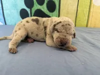 Ellaria, a female Great Dane for sale in Fort Wayne, IN – Photo 4 of 6