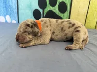 Ellaria, a female Great Dane for sale in Fort Wayne, IN – Photo 2 of 6