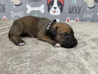 Horace, a male Great Dane for sale in Fort Wayne, IN – 2 of 5
