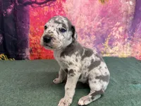 Catelyn, a female Great Dane for sale in Fort Wayne, IN – Photo 2 of 9