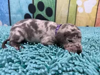 Catelyn, a female Great Dane for sale in Fort Wayne, IN – Photo 5 of 9