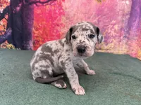 Catelyn, a female Great Dane for sale in Fort Wayne, IN – Photo 3 of 9