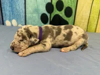 Catelyn, a female Great Dane for sale in Fort Wayne, IN – Photo 3 of 5