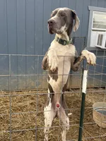 Catelyn, a female Great Dane for sale in Fort Wayne, IN – Photo 5 of 5