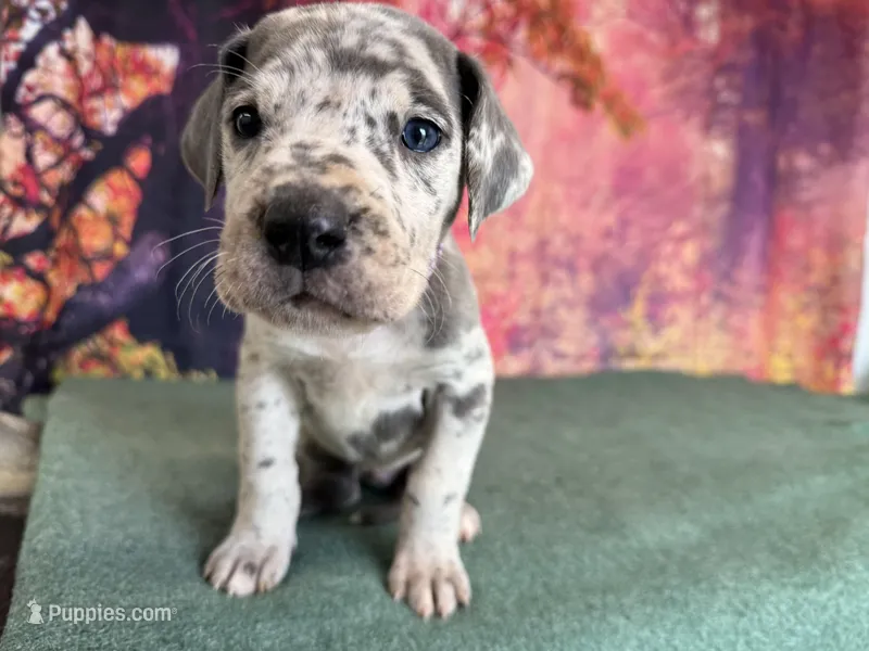 Catelyn – Great Dane puppy for sale in Fort Wayne, IN