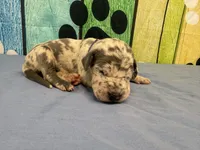 Catelyn, a female Great Dane for sale in Fort Wayne, IN – Photo 1 of 5