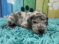 Catelyn, a female Great Dane for sale in Fort Wayne, IN – Photo 4 of 9