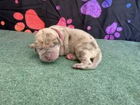 Rusty, a male Great Dane for sale in Fort Wayne, IN – 2 of 5
