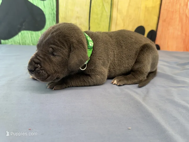 Saphira – Great Dane puppy for sale in Fort Wayne, IN