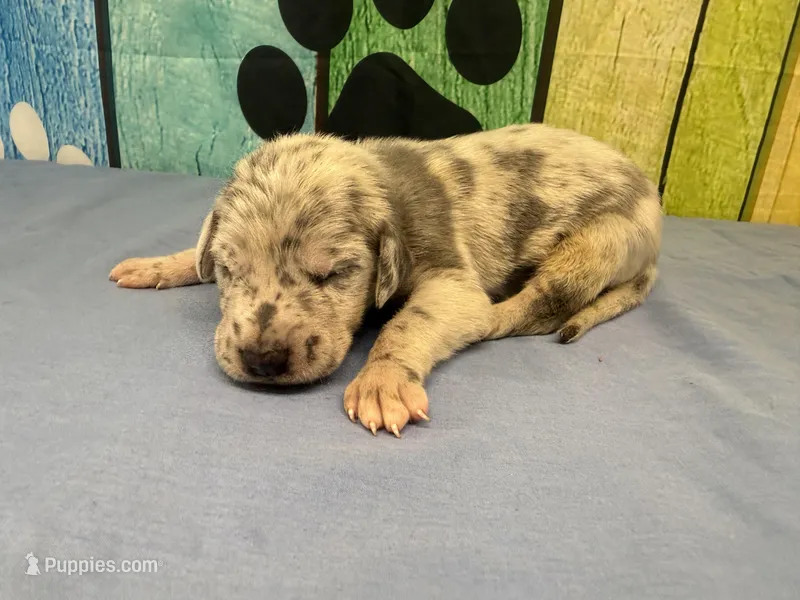 Summer – Great Dane puppy on hold in Fort Wayne, IN