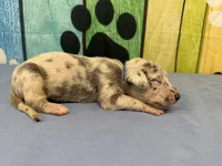 Summer, a male Great Dane for sale in Fort Wayne, IN – Photo 2 of 5