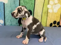 Anita, a female Great Dane for sale in Fort Wayne, IN – 3 of 10