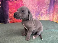 Bran, a male Great Dane for sale in Fort Wayne, IN – Photo 2 of 10