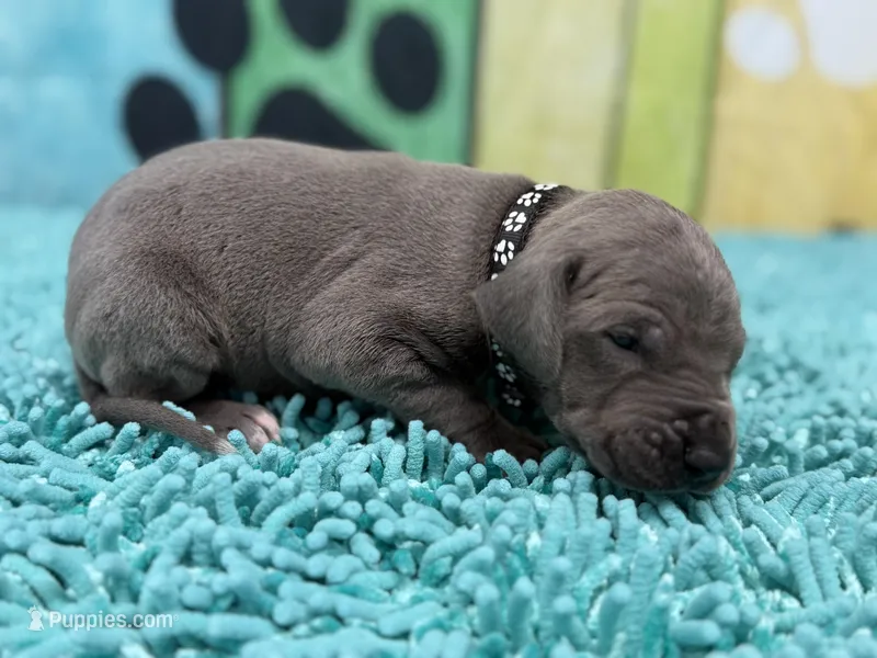 Bran – Great Dane puppy for sale in Fort Wayne, IN