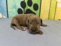 Bran, a male Great Dane for sale in Fort Wayne, IN – Photo 3 of 6