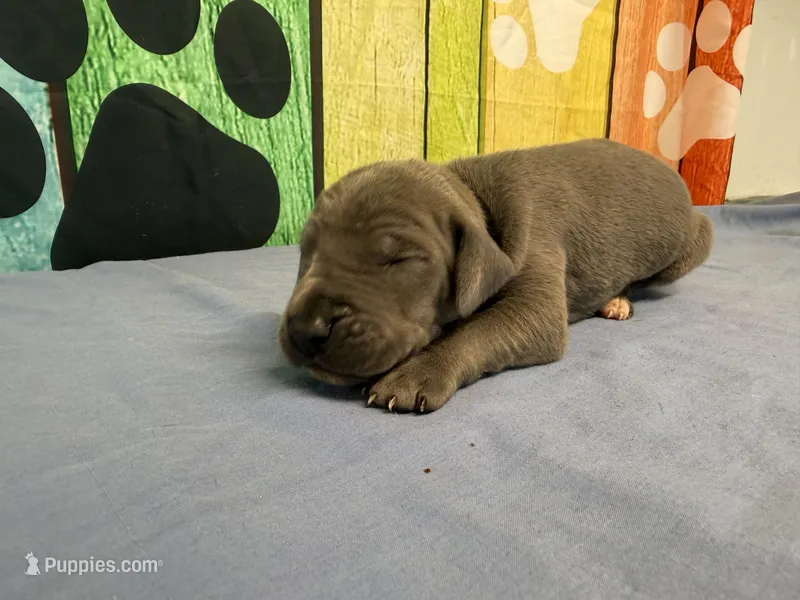 Bran – Great Dane puppy for sale in Fort Wayne, IN