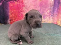 Bran, a male Great Dane for sale in Fort Wayne, IN – Photo 3 of 10