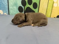 Bran, a male Great Dane for sale in Fort Wayne, IN – Photo 2 of 6