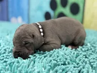 Bran, a male Great Dane for sale in Fort Wayne, IN – Photo 6 of 10