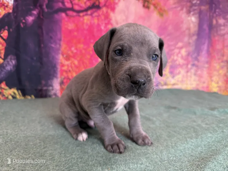 Bran – Great Dane puppy for sale in Fort Wayne, IN