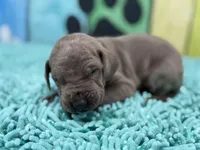 Bran, a male Great Dane for sale in Fort Wayne, IN – Photo 5 of 10