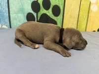 Bran, a male Great Dane for sale in Fort Wayne, IN – Photo 4 of 6