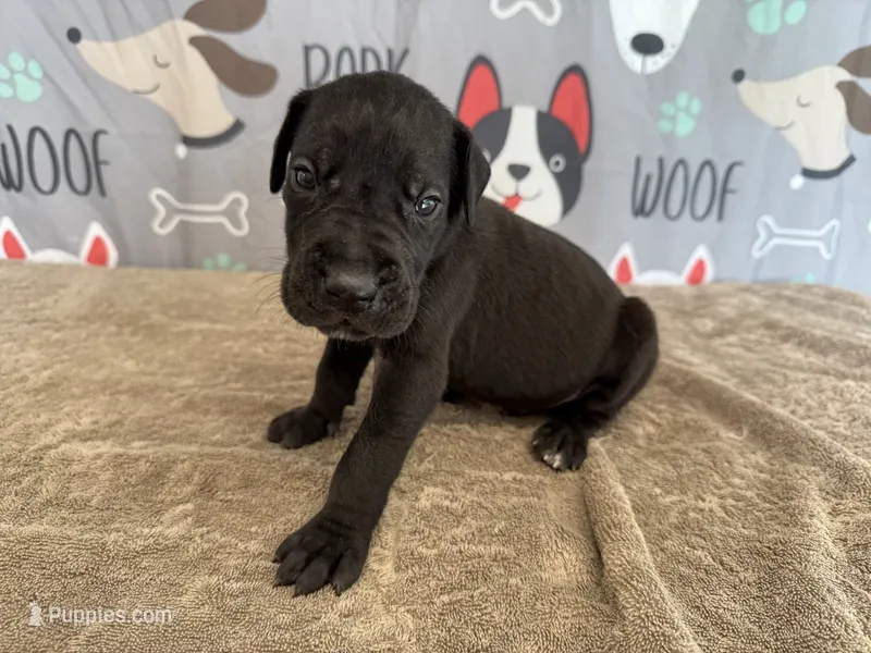 Pongo – Great Dane puppy for sale in Fort Wayne, IN