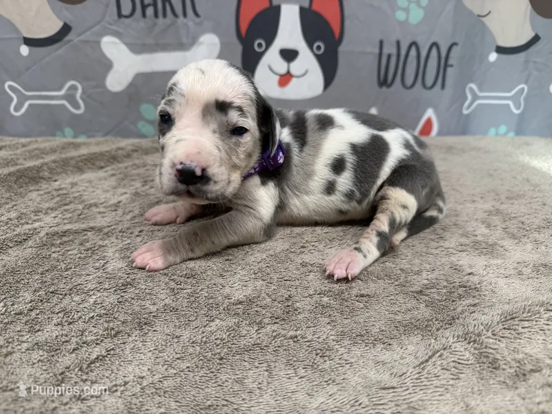 Cruella – Great Dane puppy for sale in Fort Wayne, IN