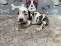 Cruella, a female Great Dane for sale in Fort Wayne, IN – 1 of 5